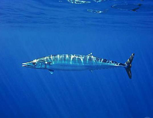 Паламида - narrow barred spanish mackerel