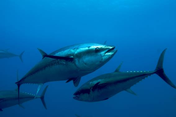 Синепёрый тунец из семейства скумбриевых рыбалка в Израиле